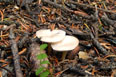 Unidentified mushroom in the Never Summer Range