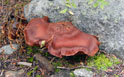 Unidentified mushroom in the Never Summer Range