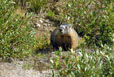Passing marmot shot #1 at Lawn Lake