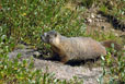 Passing marmot shot #2 at Lawn Lake