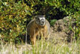 Passing marmot shot #3 at Lawn Lake