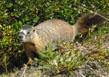 Passing marmot shot #4 at Lawn Lake
