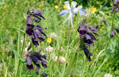 Dusky Beardtongue Flowers - Penstemon whippleanus