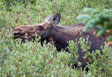 Moose grazing at unnamed ponds, SW of Lake Husted