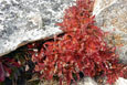 Unknown alpine vegetation showing fall colors near the summit of Mount Audubon