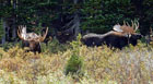 Two bull moose munching out in the Indian Peaks Wilderness area