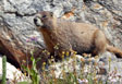 Curious marmot on the lower SW slope of Mirror Lake