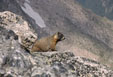 Marmot on the summit of Mount Alice