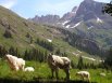 Mountain Goats in the Chicago Basin of the San Juan Mountains, Colorado