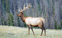 Bull elk along the Mount Ida Trail in the early morning