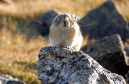 Pika on rock above timberline watching me on the Mount Ida Trail, Rocky Mountain National Park