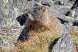 Marmot along the Mount Ida Trail on the Continental Divide