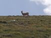 Big Horn Sheep grazing on Mt Shavano’s east slopes