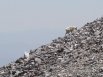 Mountain Goat climbing ridge on Mount Shavano