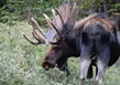 Bull moose along the Mitchell Lake Trail, Indian Peaks Wilderness Area, Colorado