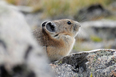 Pika at unnamed lake above Blue Lake, Indian Peaks Wilderness Area, Colorado