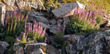 Wildflowers on rock outcrop along the Pawnee Pass Trail, Indian Peaks Wilderness Area
