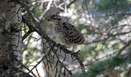 Dusky Grouse chick in a tree along the Timber Lake Trail, Rocky Mountain National Park