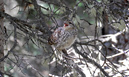 Dusky Grouse chick in a tree along the Timber Lake Trail, Rocky Mountain National Park