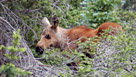 Moose calf in trees at Timber Lake in Rocky Mountain National Park