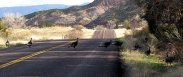 Wild Turkeys in the road between Cañon City and Shelf Road