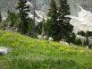 Wildflowers along the lower slopes in the Cirque of the Towers, Wind River Range