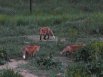 Fox kits paying in Fort Collins, Colorado