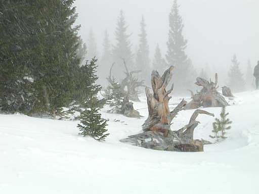 Winter scene in the Snowy Range, Wyoming