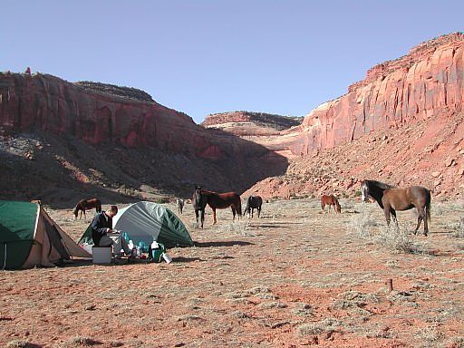 Grazing horses entering camp at Indian Creek
