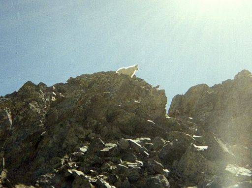 Mountain goat just off the trail to Grays and Torreys Peak