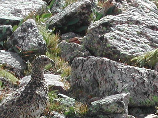 Ptarmigan on La Plata's southwest ridge