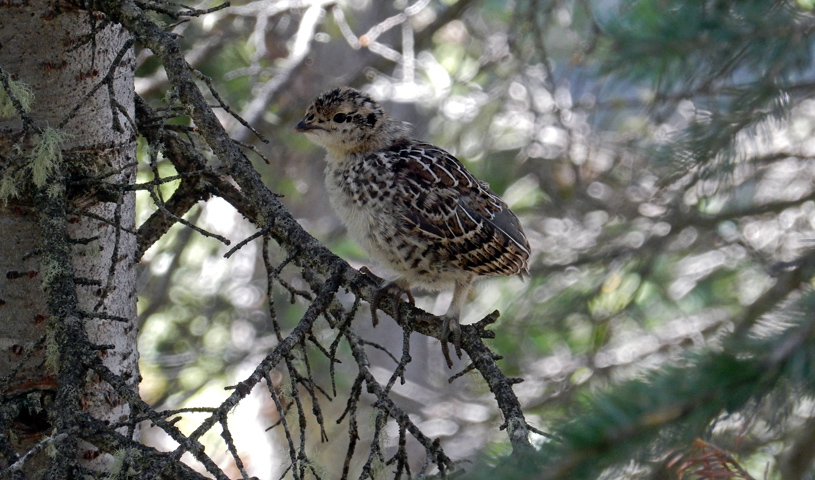 Dusky Grouse chick in tree in Rocky Mountain National Park