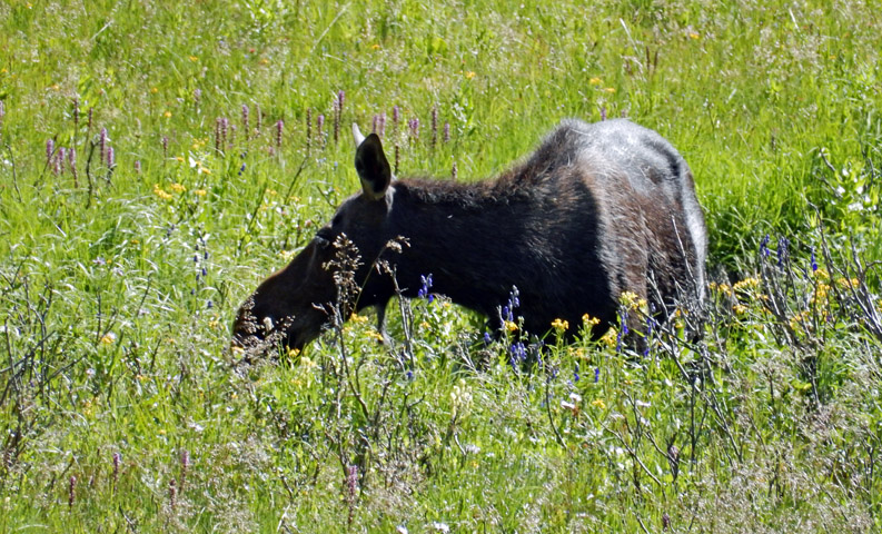 Moose along Timber Lake trail in Rocky Mountain National Park