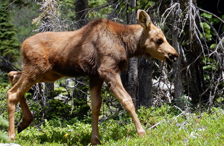 Moose calf at Timber Lake in Rocky Mountain National Park