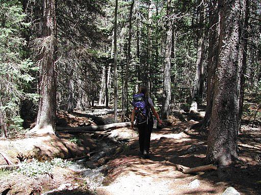 Trail down below tree line at Mount Shavano