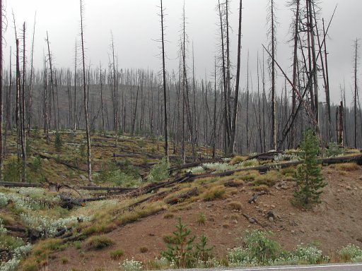 Fire damage in Yellowstone Park, 15 years after the 1988 fire