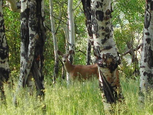 Deer in camp at Placer Creek down the road from the Blank Gulch Trailhead.