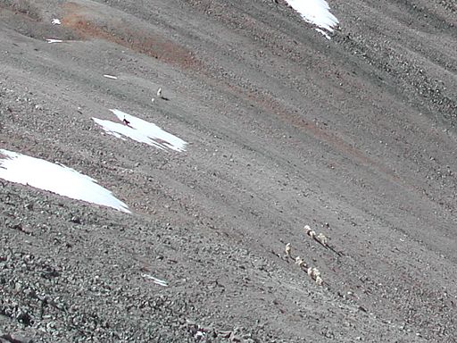 Someone’s dog chasing Mountain Goats on Mt Shavano’s west slopes.