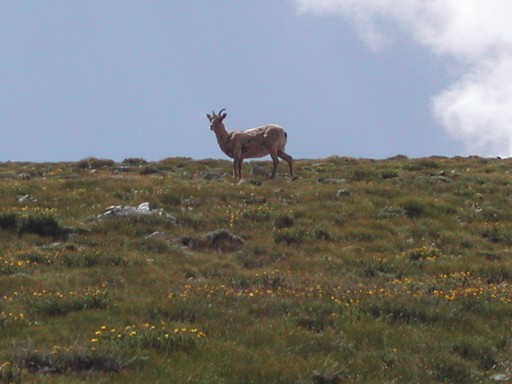 Big Horn Sheep grazing on Mt Shavano’s east slopes.