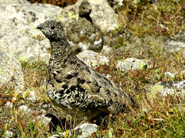 Ptarmigans in the Glacier Gorge Cirque, Rocky Mountain National Park