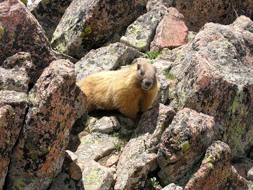 Marmot on Mt Windom, San Juan Mountains, Colorado