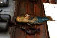 Huge Parrot Fish, speared by one of the divers off the coast of Puerto Rico