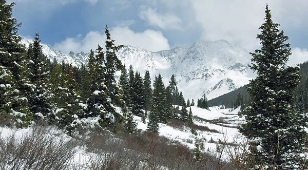 Scene from the bottom of Mayflower Gulch, looking east towards Atlantic peak, sitting just behind the left tree, with Fletcher mountain center, and Drift Peak to the right