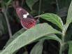 A beautiful Heliconius doris butterfly