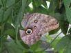 The Caligo eurilochus sulanus - Owl Butterfly