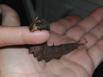 A larvae of the Caligo eurilochus sulanus - Owl Butterfly