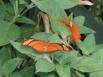 A female Heliconiinae Dryas iulia, with a male circling