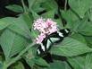 I believe this is another variety of the Heliconius doris butterfly