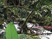 Looking through the rain forest at the La Paz River