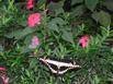 The Papilio thoas nealces butterfly